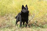 SCHIPPERKE 416